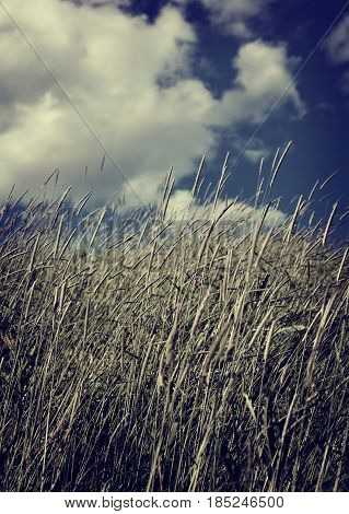 A windy but very beautiful day and the reed stands strong