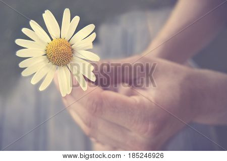 Summer daisy held in hand on a sunny summers day