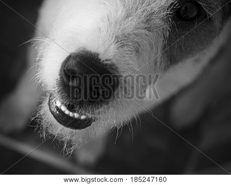 Dog Parson Russell Terrier wants to play!