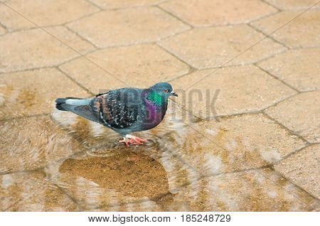 Bird dove closeup walks through the puddles in the park after the rain on the wet sidewalk