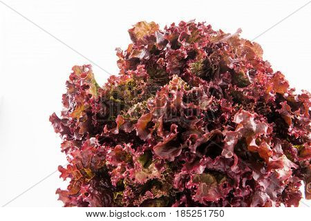 Purple romaine lettuce (Lactuca sativa) isolated in white background