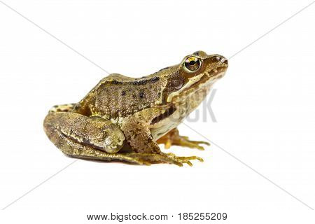 Common Frog On White