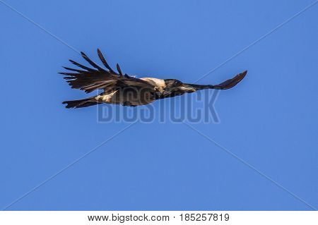 Flying Hooded Crow With Blue Sky