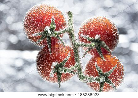 Tomatoes on a branch isolated on a silver background with air bubbles close up