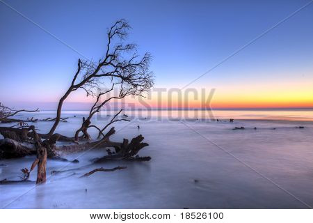 ทะเลและต้นไม้ที่ถูกพิชิตในทไวไลท์ ภาพ hdr