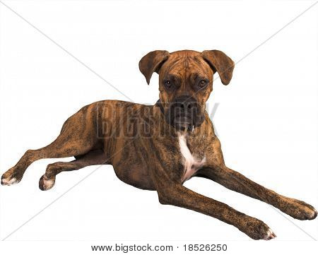 Kırpma yoluyla izole mızmız boksör köpek
