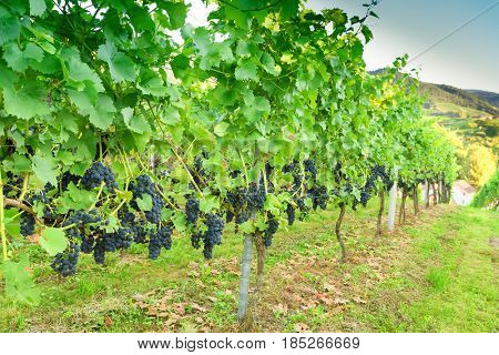 Ripe grapes in a vineyard