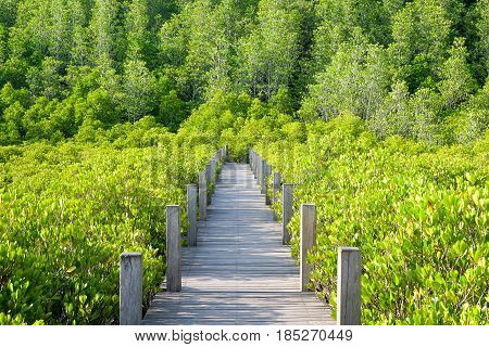 Wooden bridge at Tung Prong ThongGolden Mangrove FieldPra Sae Rayong Thailand.