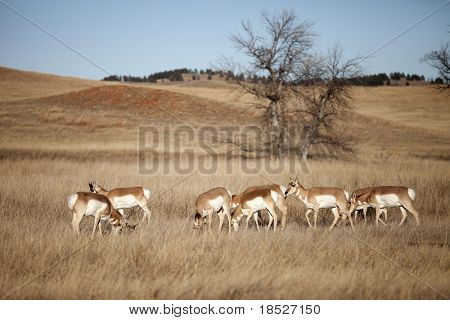 mandria di pronghorn antilope nel Dakota del sud