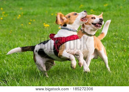 Group of beautiful funny beagle dogs playing outdoors at spring or summer park.