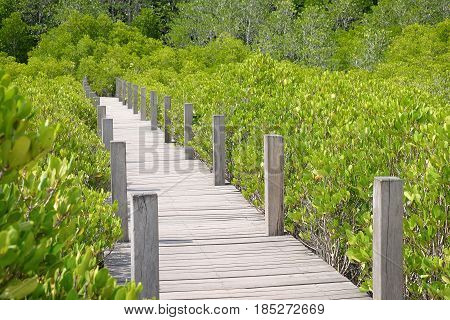 Wooden bridge at Tung Prong ThongGolden Mangrove FieldPra Sae Rayong Thailand.