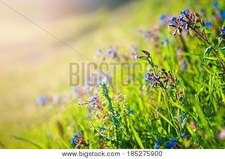 wild meadow pink flowers on morning sunlight background. Spring field background