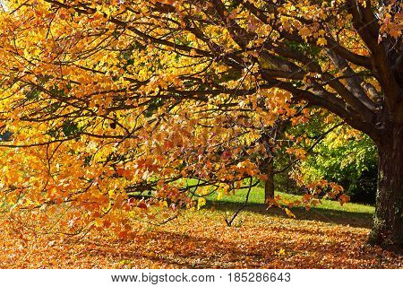 Beautiful autumn colors in Washington DC USA. Maple tree with long branches leans towards the sun.