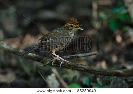 Beautiful Bird Puff-throated Babbler In Nature