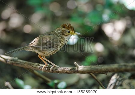 Beautiful Bird Puff-throated Babbler In Nature