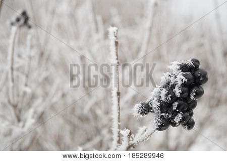 twigs grass and black berries privet in the winter in hoarfrost