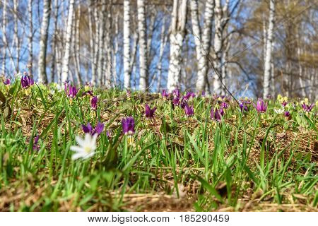 Beautiful spring floral background with burgundy delicate flowers Erythronium sibiricum in the grass close-up on a blurred background of trunks of birches