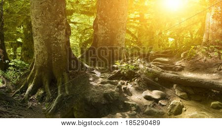 Old forest at sunset in the bright sun