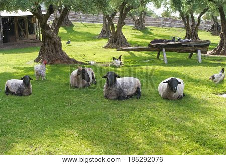 view of idyllic barn-yard  with sheep laying on fresh grass