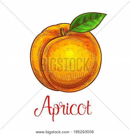 Apricot fruit sketch. Vector isolated icon of fresh prune species with leaf. Sweet juicy whole apricot fruit symbol for jam and juice product label or grocery store, shop and farm market design