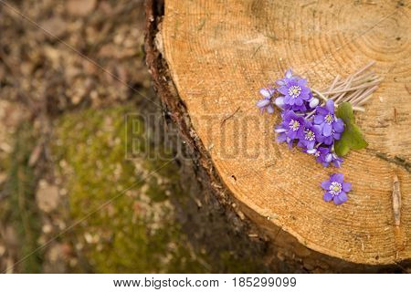 Beautiful snowdrops on old wood background. first spring flowers in a forest. Beginning of spring in a forest. Wild flowers on wooden background. spring concept.