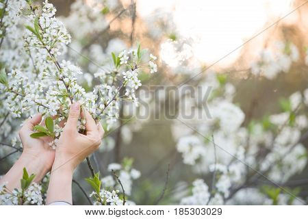 Closeup of woman's hands holding branch of blooming cherry tree in the park on a sunny day. Spring blossom in the garden.