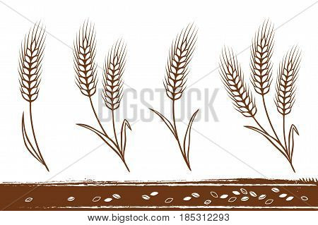isolated hand drawn wheat ears silhouettes with grain