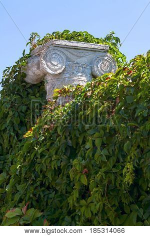 vintage pilaster covered with bushes and green leaves.