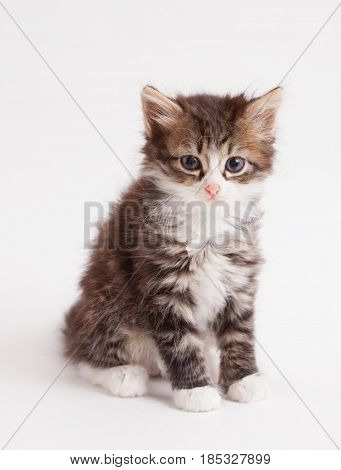 little fluffy brown kitten on light background
