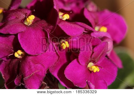 African Violets (saintpaulia Ionantha) Blossoms With Vibrant Colors