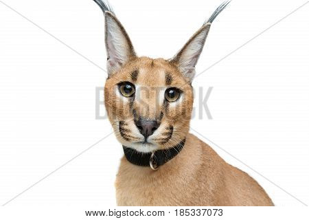 Beautiful caracal lynx 6 months old kitten in leather collar sitting on white background. Isolated. Studio shot. Copy space.