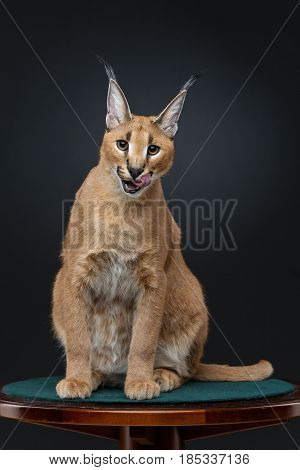 Beautiful caracal lynx 6 months old kitten sitting on table over black background. Studio shot. Copy space.