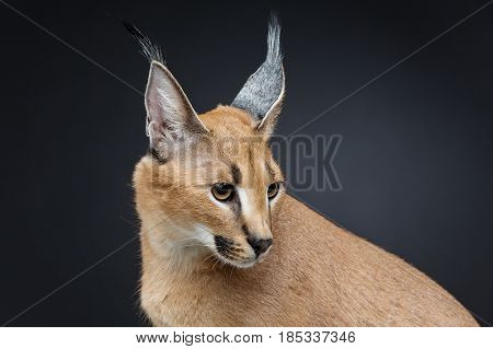 Beautiful caracal lynx 6 months old kitten sitting on black background. Studio shot. Copy space.