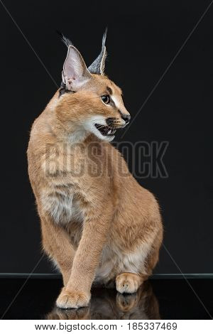 Beautiful caracal lynx 6 months old kitten sitting on black background. Studio shot. Copy space.