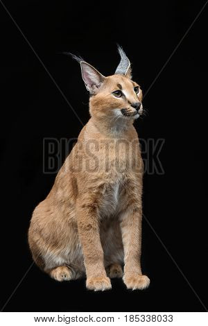 Beautiful caracal lynx 6 months old kitten sitting on black background. Studio shot. Copy space.