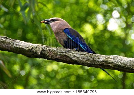 blue-bellied roller (Coracias cyanogaster) with a worm in its beak.
