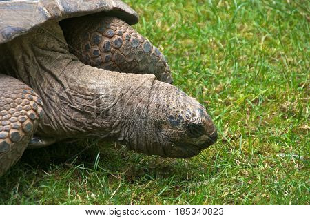 The Aldabra giant tortoise (Aldabrachelys gigantea) eating grass. It lives on the Aldabra atol in the Seychelles and is one of the largest tortoise in the world.