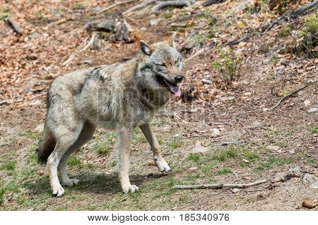 The wolf lurks on prey looking from the front. Canis lupus wolf wild European wolf Canis lupus wolf CZECH REPUBLIC.