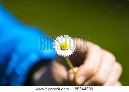 Small Camomile In Hand On A Blue Background