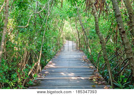 Wooden bridge and mangrove forest in thailand.