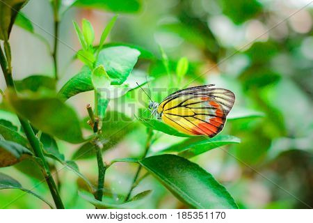 Lime Butterfly ( Papillio Demaleus) On Tree.