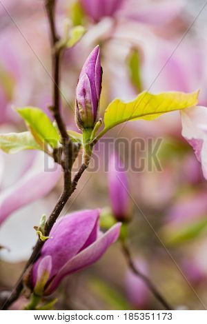Macro Blooming Magnolia On A Close-up Branch