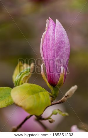 Macro Blooming Magnolia On A Close-up Branch