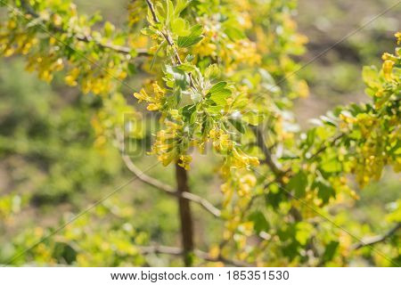 Blossoming of blackcurrant or Ribes nigrum with yellow flowers