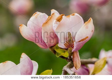 Macro Blooming Magnolia On A Close-up Branch