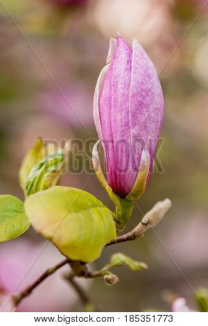 Macro Blooming Magnolia On A Close-up Branch