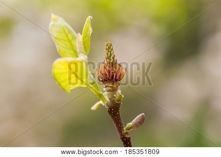 Macro Blooming Magnolia On A Close-up Branch