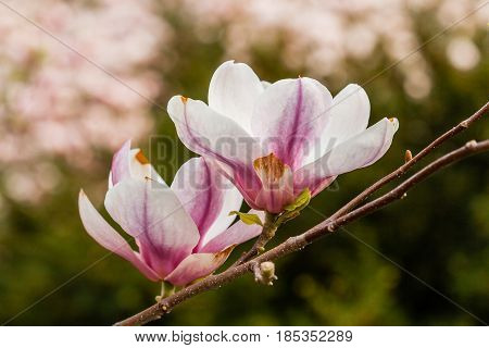 Macro Blooming Magnolia On A Close-up Branch