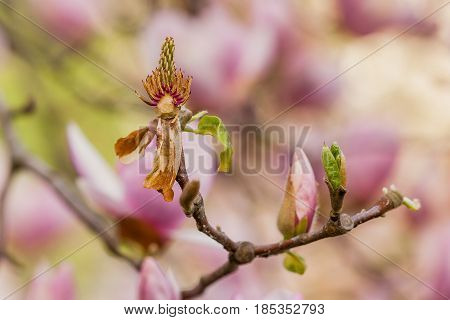 Macro Blooming Magnolia On A Close-up Branch