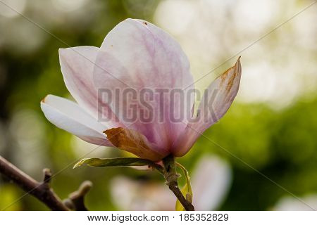 Macro Blooming Magnolia On A Close-up Branch